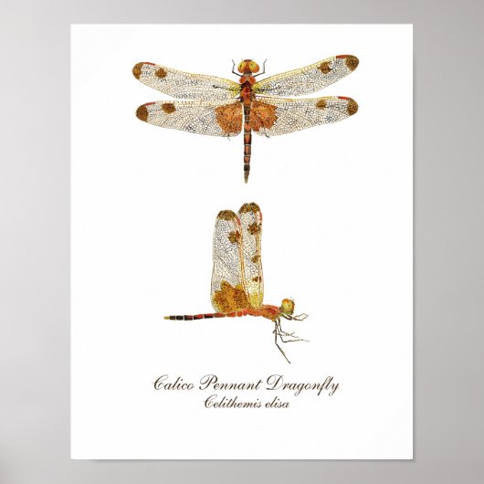 Calico Pennant Dragonfly Art Poster (Voorkant)
