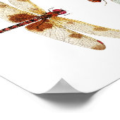 Calico Pennant & Red Saddlebags Dragonflies Poster (Hoek)
