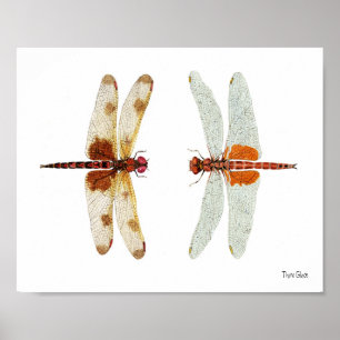 Calico Pennant & Red Saddlebags Dragonflies Poster