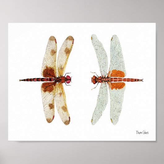 Calico Pennant & Red Saddlebags Dragonflies Poster (Voorkant)