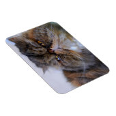 Calico Persian Kat Premium Magnet Magneet (Rechterzijde)
