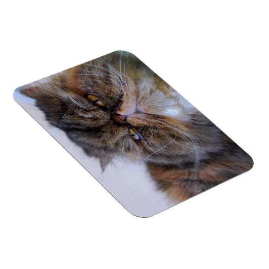 Calico Persian Kat Premium Magnet Magneet (Rechterzijde)