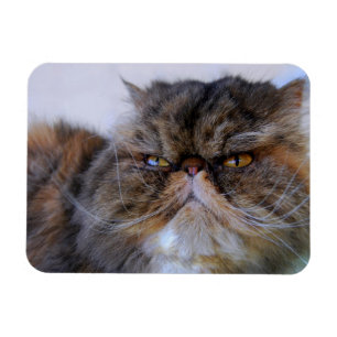 Calico Persian Kat Premium Magnet Magneet