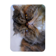 Calico Persian Kat Premium Magnet