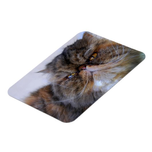 Calico Persian Kat Premium Magnet Magneet (Linkerzijde)