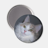 Calico princess magneet (Voorkant / Achterkant)