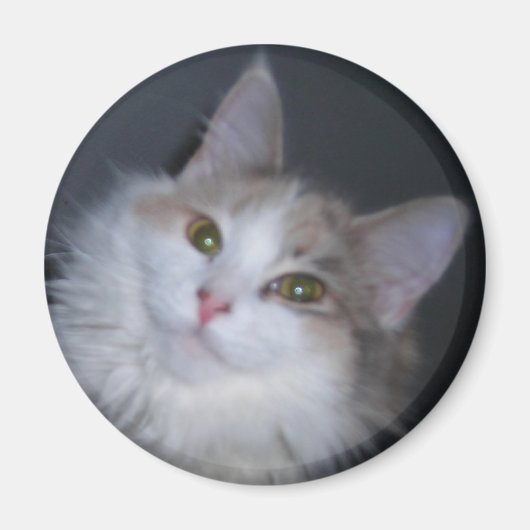 Calico princess magneet (Voorkant)