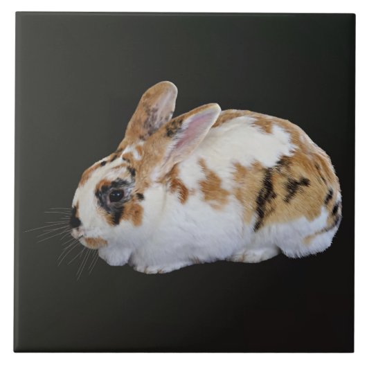 Calico Rabbit Tegeltje (Voorkant)