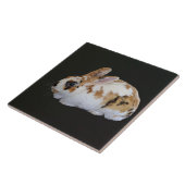 Calico Rabbit Tegeltje (Zijkant)