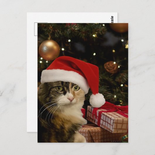 Calico Santa Kitty Postcard Briefkaart (Voorkant / Achterkant)