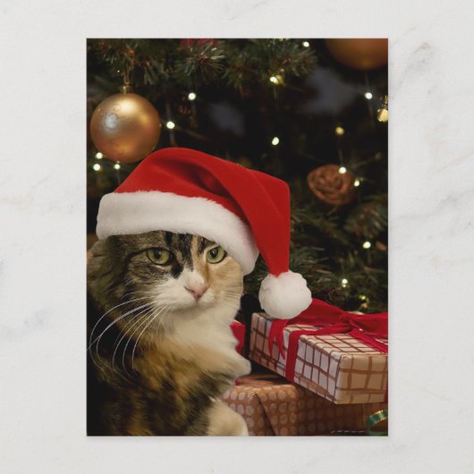 Calico Santa Kitty Postcard Briefkaart (Voorkant)