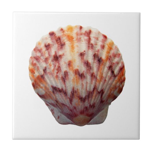 Calico Scallop Shell Tegeltje (Voorkant)