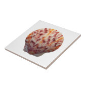 Calico Scallop Shell Tegeltje (Zijkant)