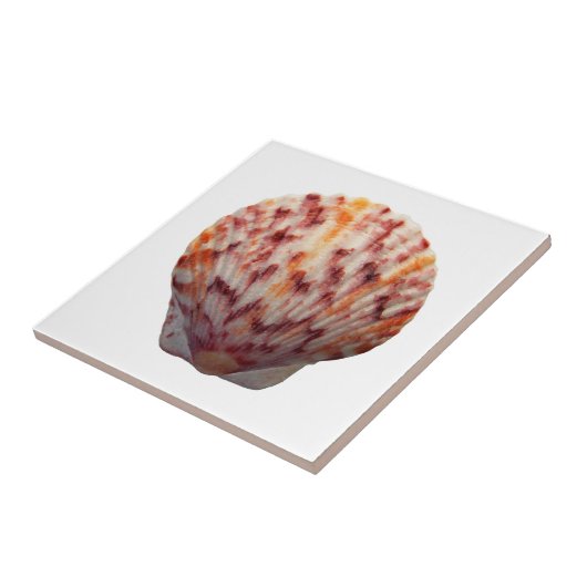 Calico Scallop Shell Tegeltje (Zijkant)