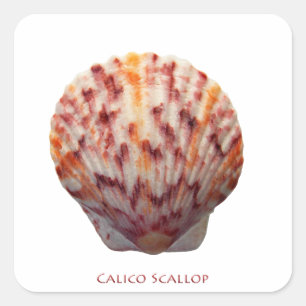Calico Scallop Shell Vierkante Sticker