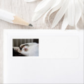 Calico slapen in de zon adresetiketten etiket (Insitu)