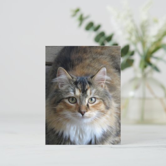 Calico Tabby Briefkaart (Staand voorkant)
