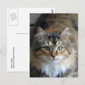 Calico Tabby Briefkaart (Voorkant / Achterkant)