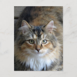 Calico Tabby Briefkaart