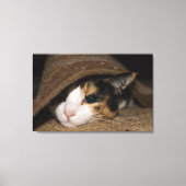 Calico Taco Canvas Afdruk (Voorkant)