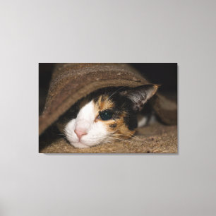 Calico Taco Canvas Afdruk