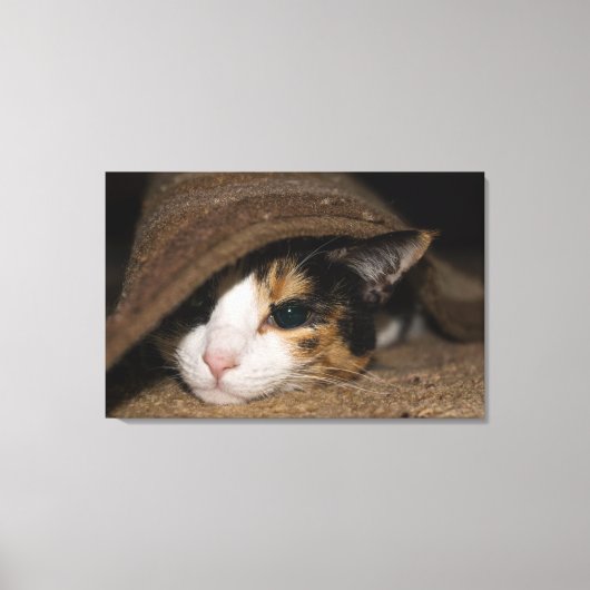 Calico Taco Canvas Afdruk (Voorkant)