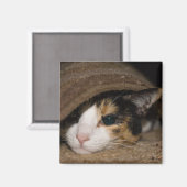 Calico Taco Magneet (Voorkant / Achterkant)