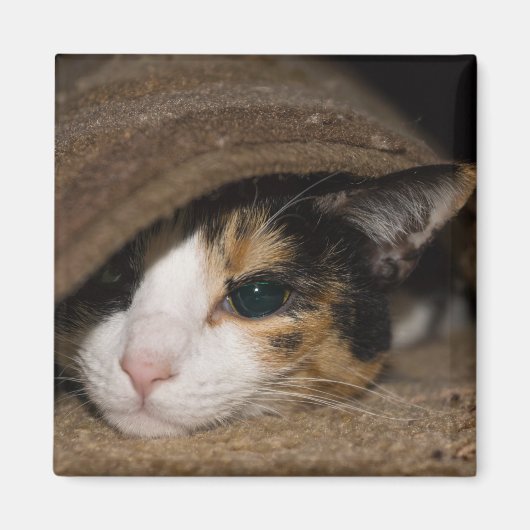 Calico Taco Magneet (Voorkant)