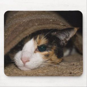 Calico Taco Muismat