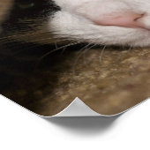 Calico Taco Poster (Hoek)