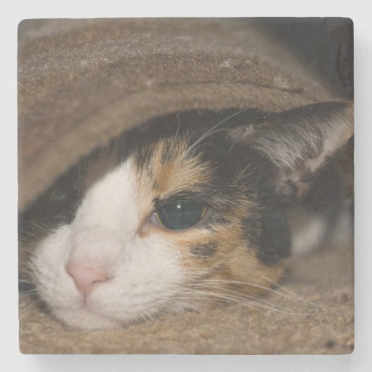 Calico Taco Stenen Onderzetter (Voorkant)