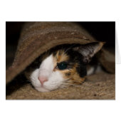 Calico Taco Wenskaart (Voorkant Horizontaal)