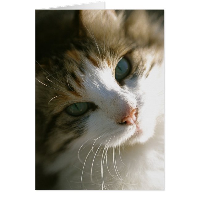 Calico Tiger Cat (Voorkant)