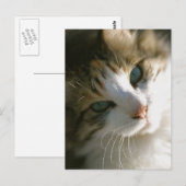 Calico Tiger Cat Briefkaart (Voorkant / Achterkant)