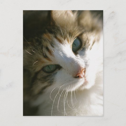 Calico Tiger Cat Briefkaart (Voorkant)