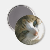 Calico Tiger Cat Magneet (Voorkant / Achterkant)