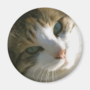 Calico Tiger Cat Magneet