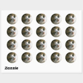 Calico Tiger Cat Ronde Sticker (Vel)