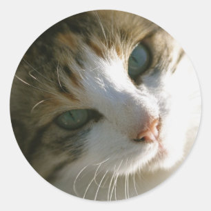 Calico Tiger Cat Ronde Sticker