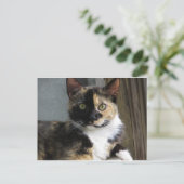 Calico Tortoise Cat Briefkaart (Staand voorkant)