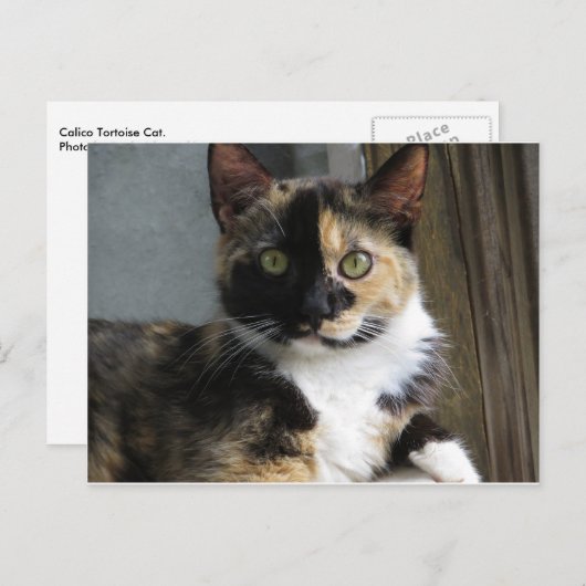 Calico Tortoise Cat Briefkaart (Voorkant / Achterkant)