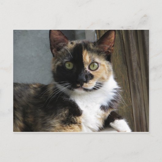 Calico Tortoise Cat Briefkaart (Voorkant)