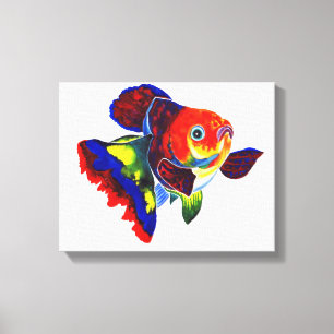 Calico Veiltail Goldfish canvas print
