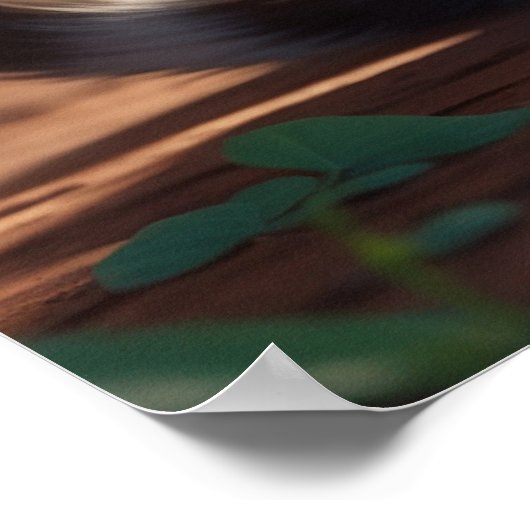 *~* Calico Zoet Kat AP68 5:4 Feline Kitten Cat Poster (Hoek)