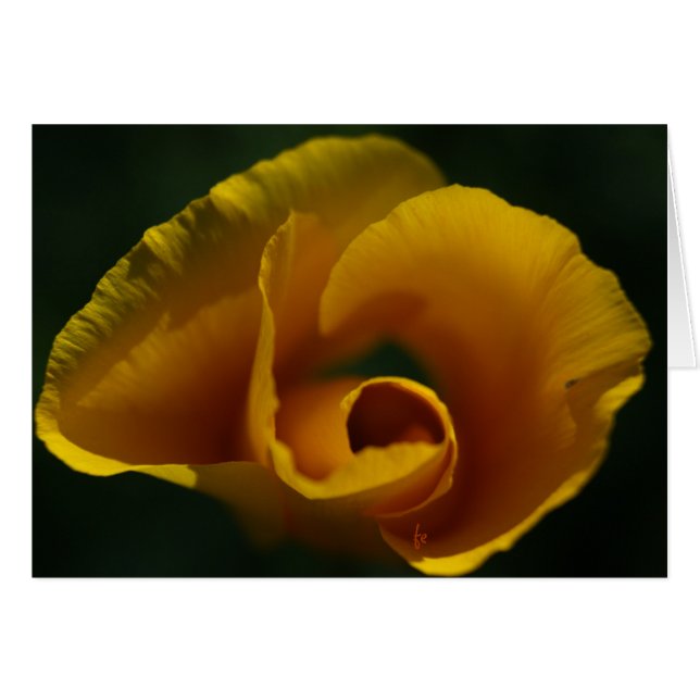 Califonia papaver (Voorkant Horizontaal)