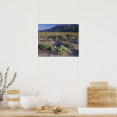 Califorinia, Anza-Borrego Desert SP, Zand Poster (Keuken)