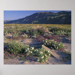 Califorinia, Anza-Borrego Desert SP, Zand Poster