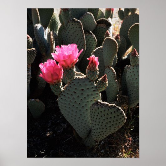 California, Anza Borrego Desert State Park 1 Poster (Voorkant)