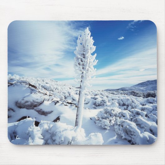 California, Anza Borrego Desert State Park 2 Muismat (Voorkant)