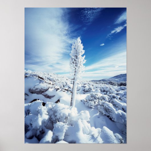 California, Anza Borrego Desert State Park 2 Poster (Voorkant)